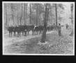Primary view of [Southern Pine Lumber Company Oxen Crew]