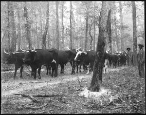 [Southern Pine Lumber Company Oxen Crew - 2]