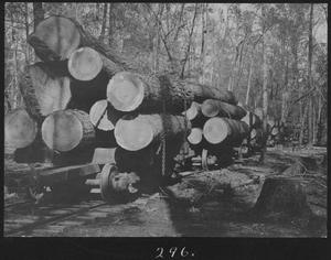 Primary view of object titled '[Pine Timber on Rail Cars]'.