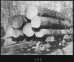 Thumbnail image of item number 1 in: '[Shortleaf Pine on Rail Cars]'.