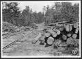 Photograph: [Southern Pine Lumber Company Right of Way - 2]