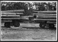 Photograph: [Loaded Log Cars in the Woods]