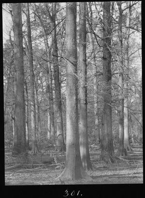 Primary view of object titled '[White Oak Timber, Trinity County, Texas]'.