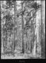 Photograph: [Shortleaf Pine Timber, Houston County, Texas]