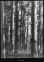 Thumbnail image of item number 1 in: '[Shortleaf Pine Timber, Houston County, Texas - 2]'.