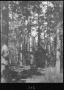 Thumbnail image of item number 1 in: '[Shortleaf Pine Timber, Trinity County, Texas - 2]'.