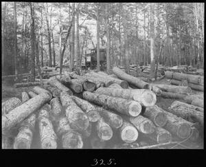 Primary view of object titled '[Log Ramps near Southern Pine Lumber Company Camp 2]'.