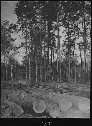 [Log Ramp near Camp 1]
