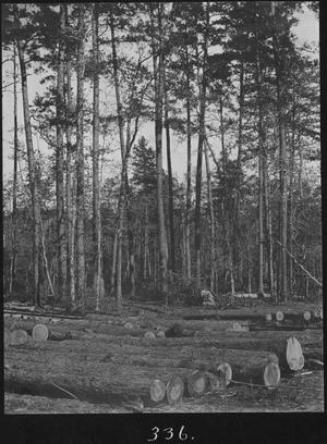 Primary view of object titled '[Log Ramp and Pine Timber near Camp 1]'.