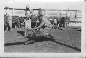 [African-American cowboys branding calves at John Moore Ranch]