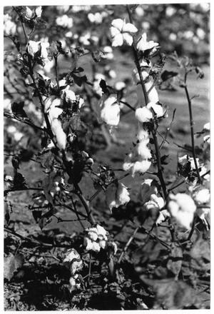 [Cotton plant]