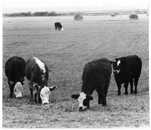 Primary view of object titled '[Cattle grazing a field]'.