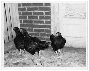 [Cornish pullet, rooster, and hen]