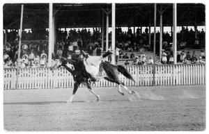 Primary view of object titled '[Rodeo Trick Rider, Unidentified]'.