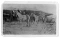 Thumbnail image of item number 1 in: 'My Parade Horses on 101 Ranch, 1914'.