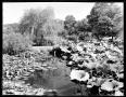 Photograph: [Photograph of Pond Covered With Lilies]