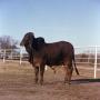 Photograph: [Photograph of Cow Owned by Donna Reeves]