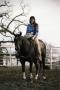 Thumbnail image of item number 1 in: '[Jimbo Todo Posing on Horse]'.