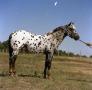 Primary view of [Photograph of Appaloosa on Ernesto Romero Ranch]