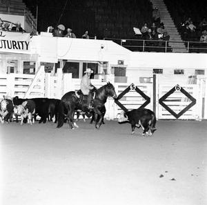 [A Symphony of Motion: Equestrian Elegance with Barcerole at LSU, 1970]