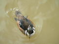 Primary view of [Swimming duck]