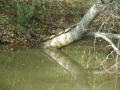 Thumbnail image of item number 1 in: '[Turtles on a tree trunk]'.