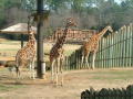 Photograph: [Giraffes]