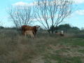 Primary view of [Cows and calf under bare trees]