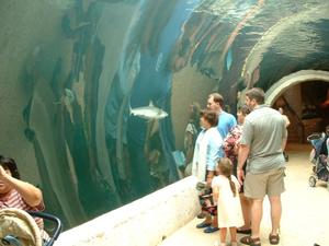 Primary view of object titled '[Visitors in a glass tunnel look at sharks swimming past]'.