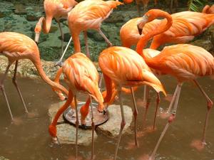 Primary view of object titled '[Flamingos feeding]'.