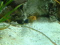 Thumbnail image of item number 1 in: '[Blue and yellow fish looks at the photographer]'.
