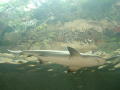 Primary view of [Shark swims parallel to the aquarium window]