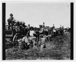 Primary view of object titled '[Field laborers in the Harris County area]'.