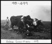 Photograph: Plowing with Oxen