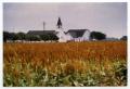 Photograph: [Danevang Lutheran Church as Seen From Amongst Cornfield]