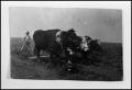 Photograph: [Man Plowing Sod with Team of Oxen]