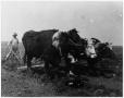 Photograph: [Photogtraph of Man Plowing Sod with Team of Oxen]