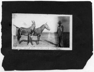 Primary view of object titled '[Photographs of Sam and his Beloved Mules and Two Teams Rope Pulling]'.