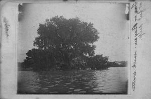 Primary view of object titled '[Photograph of Oak Tree in Bayou During 1899 Flood]'.