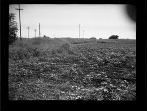 [Photograph of Crop Rows #2]