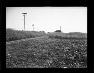 [Photograph of Crop Rows]