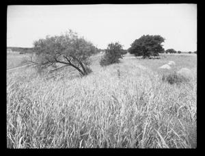[Photograph of Unknown Land]