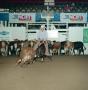 Thumbnail image of item number 1 in: '[Cutting Horse Competition: San Susie Ranchita #1]'.