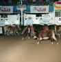 Photograph: [Cutting Horse Competition: Haidas Cindy #1]