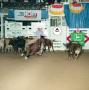 Photograph: [Cutting Horse Competition: Dox Moria Diamond #1]