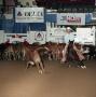 Thumbnail image of item number 1 in: 'Cutting Horse Competition: Image 1991_D-240_01'.