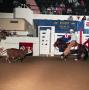 Photograph: Cutting Horse Competition: Image 1991_D-240_03