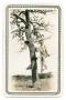 Photograph: [Photograph of a Man Sitting on a Rope Tied to a Tree]