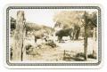 Photograph: [Photograph of Cows at a Trough]