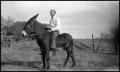 Thumbnail image of item number 1 in: '[Photograph of a Man on a Mule]'.
